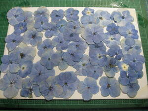 B-7 青い 紫陽花 　 