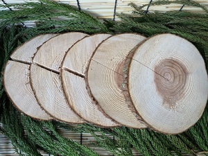 (皮付き) 丹波産 杉 輪切り 直径20～25cm 厚さ2cm 5枚セット