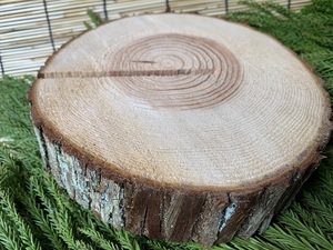 (皮付き) 丹波産 杉 輪切り 直径17～20cm 厚さ5cm 1枚