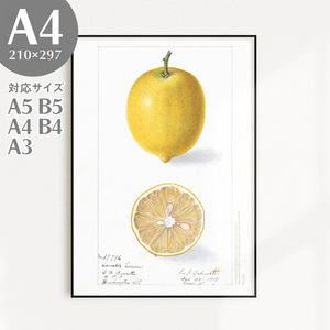 BROOMIN アートポスター フルーツ 檸檬 レモン イエロー 黄色 果物 ヴィンテージ A4 210×297mm AP017