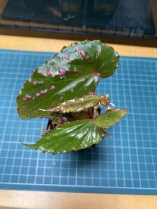 ベゴニア ネグロセンシス　Begonia negrosensis　ピンクドット　原種　熱帯植物　第4種郵便