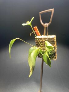 Lepanthes fimbriata レパンテス　小型ランエクアドル　洋蘭山野草 ラン　着生ラン　パルダリウム　レア品種