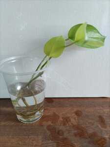 (ICEカップ)ポトス ライム 発根済 観葉植物 水挿し