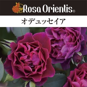 オデュッセイア　　鉢植え バラ 薔薇 ロサ オリエンティス 大苗 6号鉢 開花苗