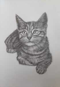 鉛筆画 猫の絵 子猫 