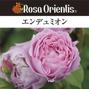 送料無料　エンデュミオン　　新苗 4号鉢 鉢植え バラ 薔薇 ロサ オリエンティス