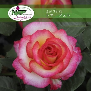 送料無料　レオ フェレ　　新苗 4号鉢 鉢植え バラ 薔薇 ニプル