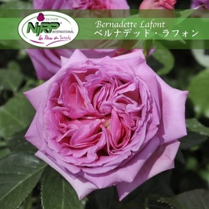 送料無料　ベルナデット ラフォン　　新苗 4号鉢 鉢植え バラ 薔薇 ニプル