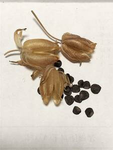 ■ Albuca namaquensisの種子